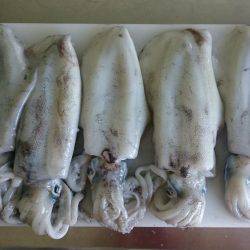 ティップランからのジギング