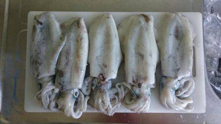 ティップランからのジギング