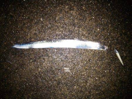 大蔵海岸でタチウオワインド