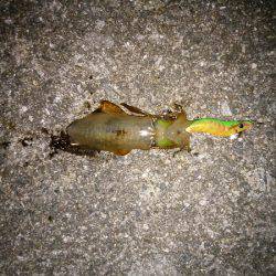 大蔵海岸でエギング