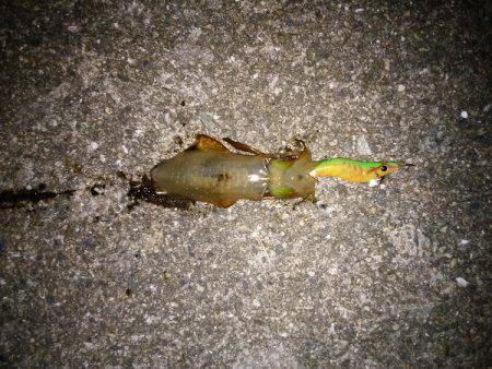 大蔵海岸でエギング