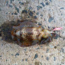 いろいろ釣れる！