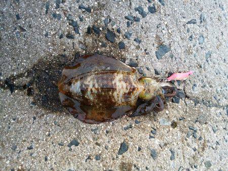 大蔵海岸でエギング