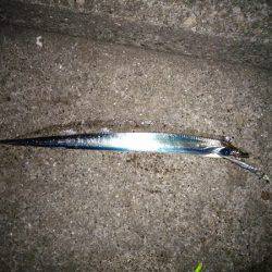 大蔵海岸でタチウオの引き釣り