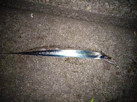 大蔵海岸でタチウオの引き釣り