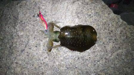 アオリイカトンカツサイズ