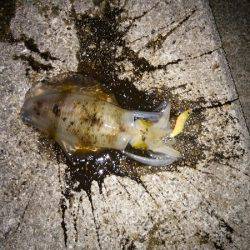 大蔵海岸でアオリイカ&サヨリ