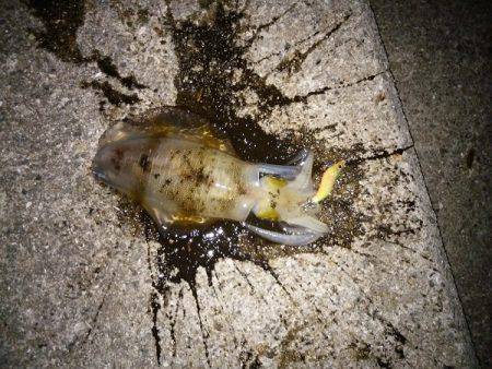 大蔵海岸でアオリイカ&サヨリ