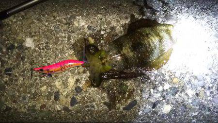 アオリイカ狙い