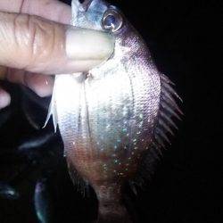 シーサイドコスモ でかサバ