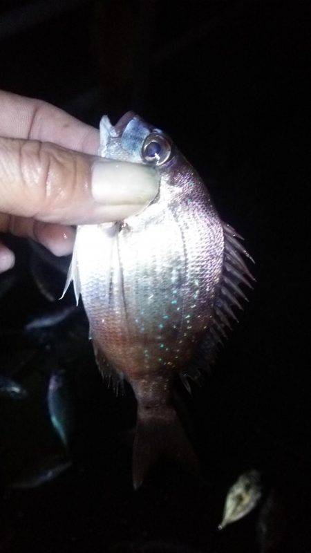 シーサイドコスモ でかサバ