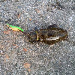 大蔵海岸でエギング