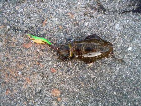 大蔵海岸でエギング