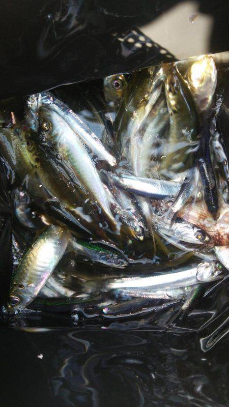 シーサイドコスモ アジ不調