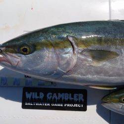 明石魚英でジギング