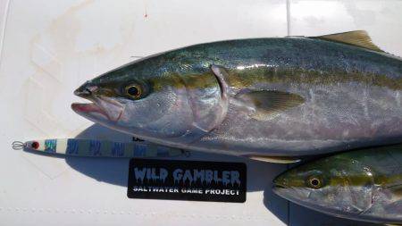 明石魚英でジギング