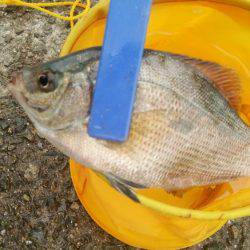 チャリコ多数 海タナゴ20cm超え