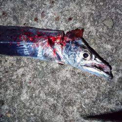 インターナショナルポイント