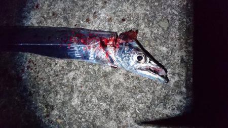 貸し切り太刀魚❕