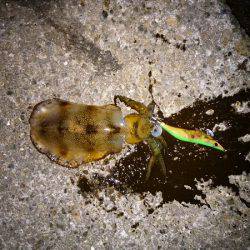 大蔵海岸でエギング