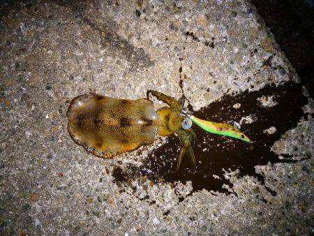 大蔵海岸でエギング