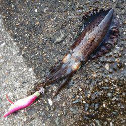 やっぱり人が少ないと釣れます❗