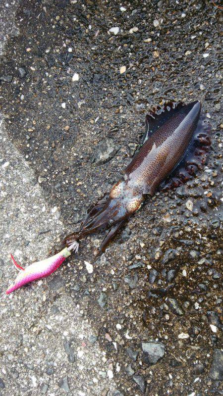 やっぱり人が少ないと釣れます❗