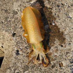 なかなかえぇサイズに