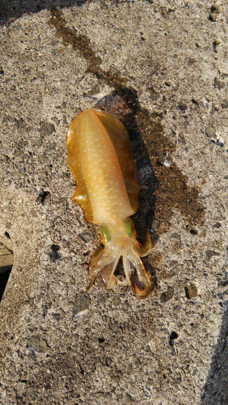 なかなかえぇサイズに