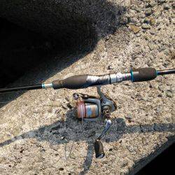 秋烏も賊いぃサイズに