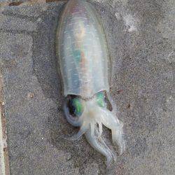 ポケモンGoの人々だらけ