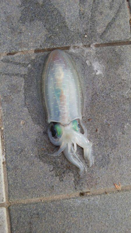 ポケモンGoの人々だらけ