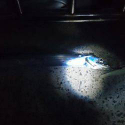 太刀魚釣り　淡路は空いてます