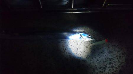 太刀魚釣り　淡路は空いてます