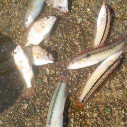 ハギング好調 ウマズラばっかり