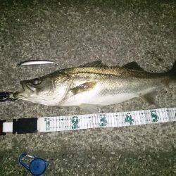 7年ぶりの港奥マイワシパターン