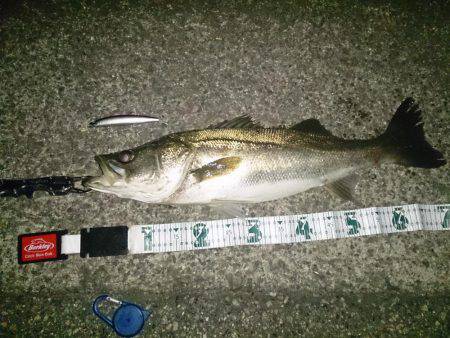 7年ぶりの港奥マイワシパターン