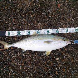 よく釣れてくれました