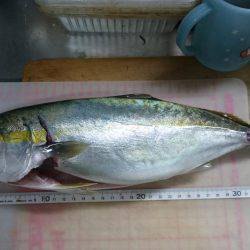 ギリハマ~ギリギリハマチ~