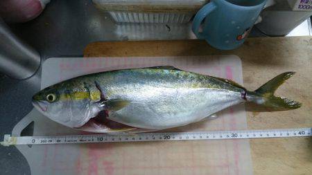 ギリハマ~ギリギリハマチ~