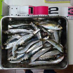 マイワシ入れ食い