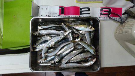 マイワシ入れ食い