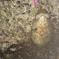 グイグイ引くコウイカ