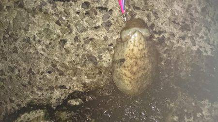 グイグイ引くコウイカ