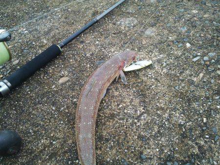 サゴシの変わりに…