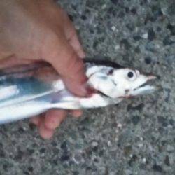 夕暮れタチウオ