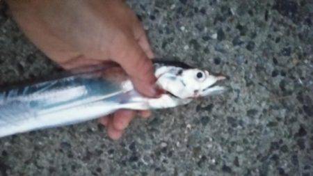 夕暮れタチウオ