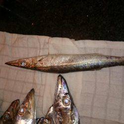 貝塚太刀魚狩り