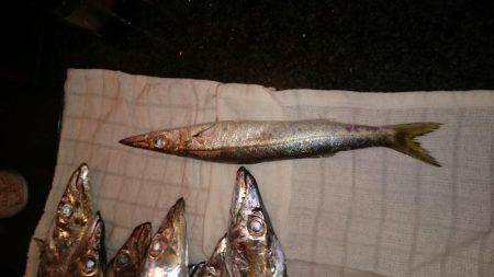 貝塚太刀魚狩り