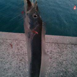 連休の太刀魚